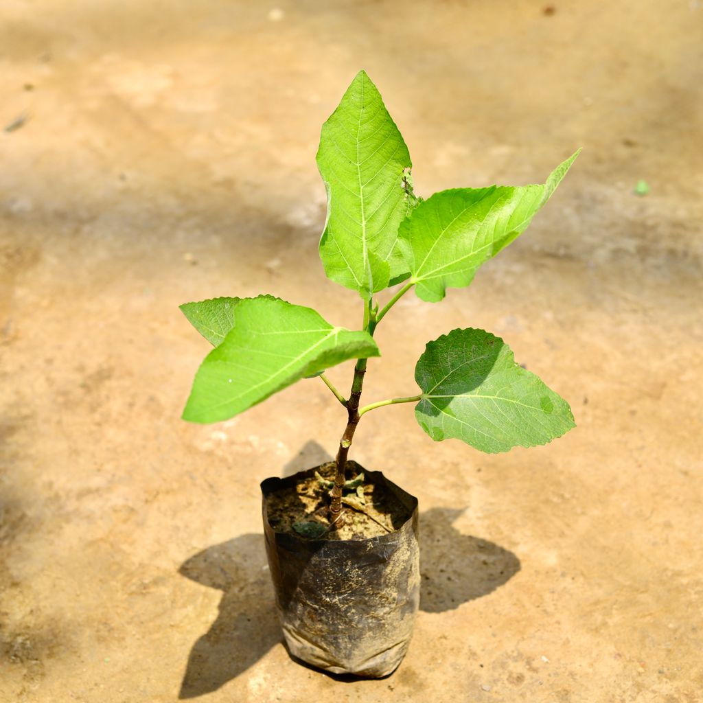 Anjeer/ Fig Plant in 4 Inch Nursery Bag