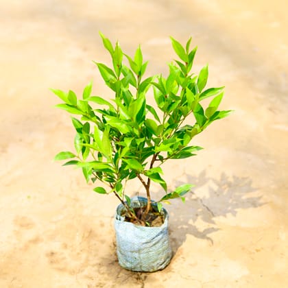 Buy Syzygium Red / Christina Ficus in 4 Inch Nursery Bag Online | Urvann.com