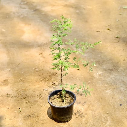 Buy Holy Shami (~ 1.5 Ft) in 6 Inch Nursery Pot Online | Urvann.com