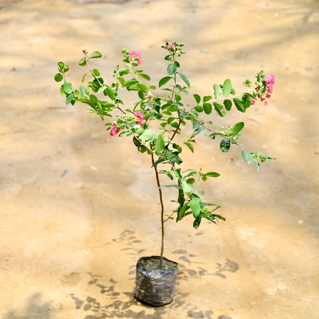 Pride Of India / Lagerstroemia / Crepe Myrtle (Any Colour) in 6 Inch Nursery Bag