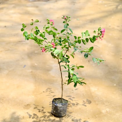 Buy Pride Of India / Lagerstroemia / Crepe Myrtle (Any Colour) in 6 Inch Nursery Bag Online | Urvann.com