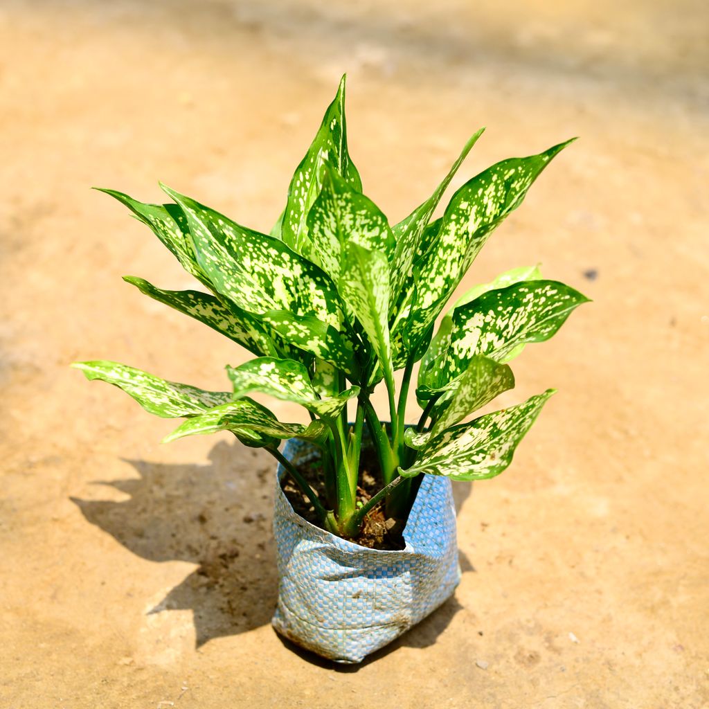 Aglaonema Snow White in 5 Inch Nursery Bag