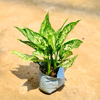 Buy Aglaonema Snow White (Two In One) in 5 Inch Nursery Bag Online | Urvann.com