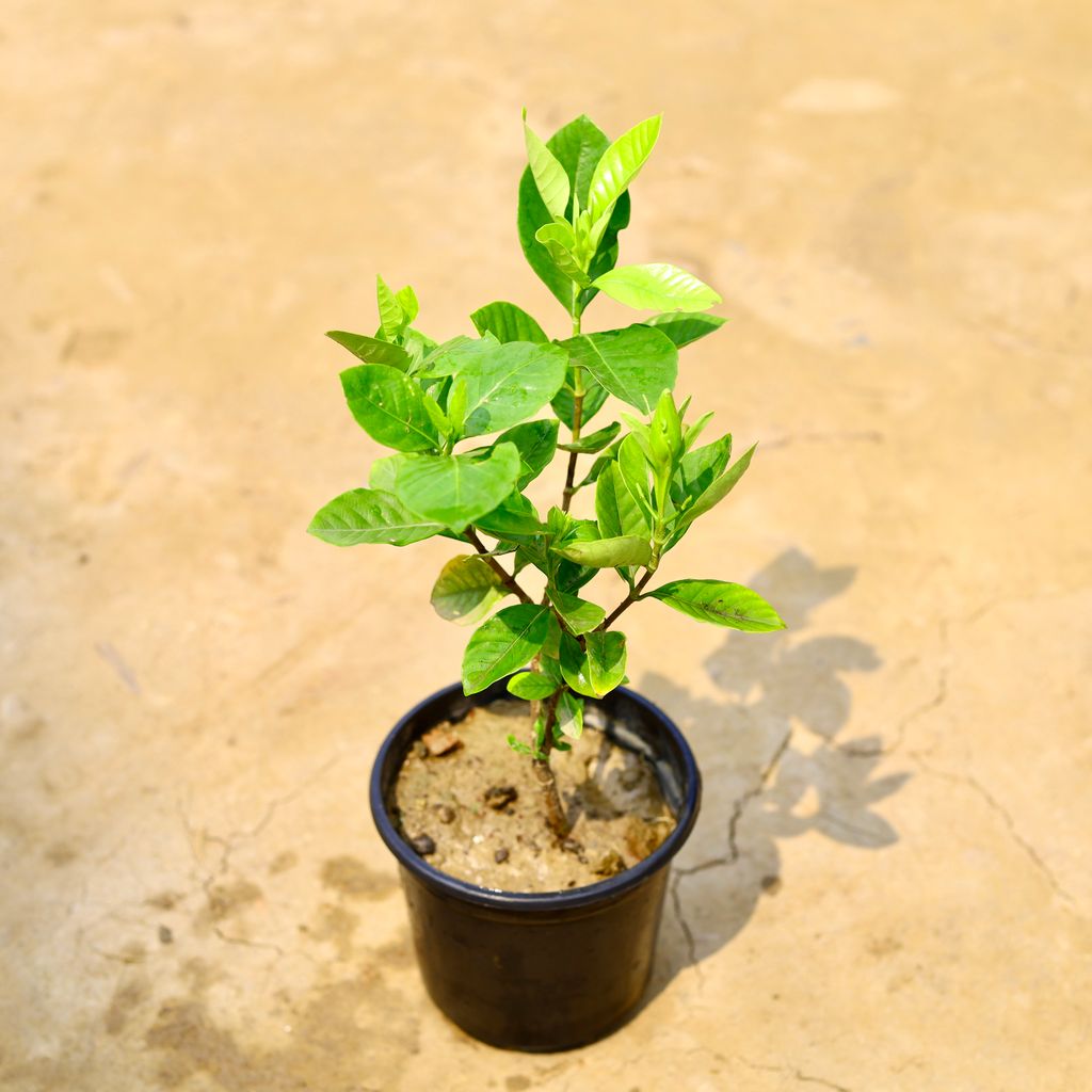 Gandhraj / Gardenia in 6 Inch Nursery Pot