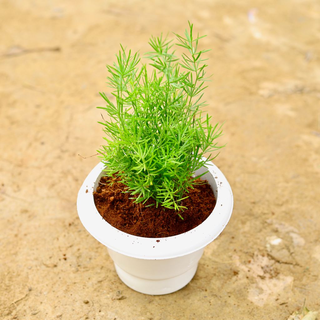 Asparagus Mary Dwarf in 6 Inch White Classy Plastic Pot