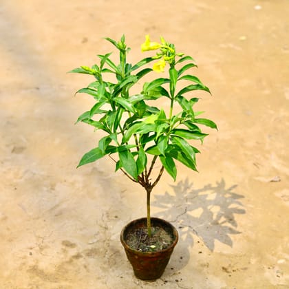 Buy Allamanda Blanchetii Yellow in 6 Inch Nursery Pot Online | Urvann.com