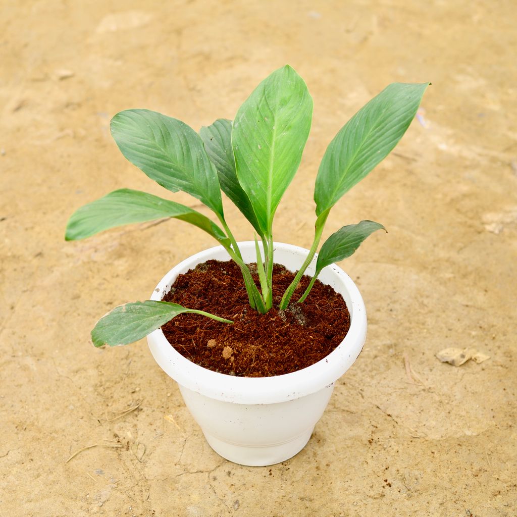 Peace Lily Broad Leaf in 8 Inch White Classy Plastic Pot