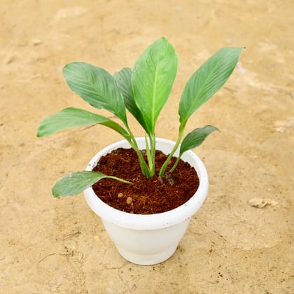 Buy Peace Lily Broad Leaf in 8 Inch White Classy Plastic Pot Online | Urvann.com