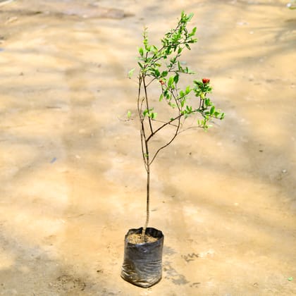 Buy Anar / Pomegranate Red in 6 Inch Nursery Bag Online | Urvann.com