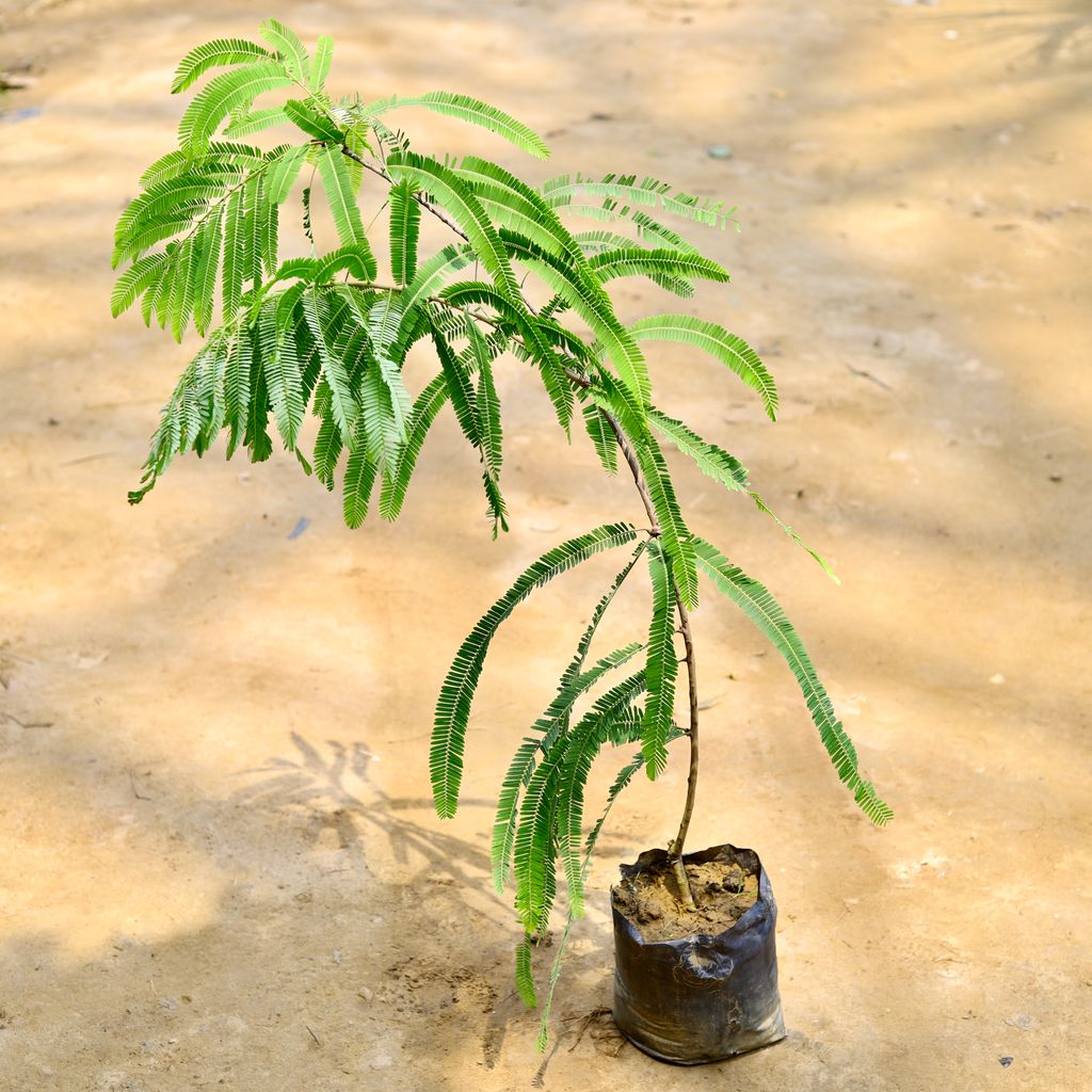 Amla / Indian Gooseberry in 8 Inch Nursery Bag