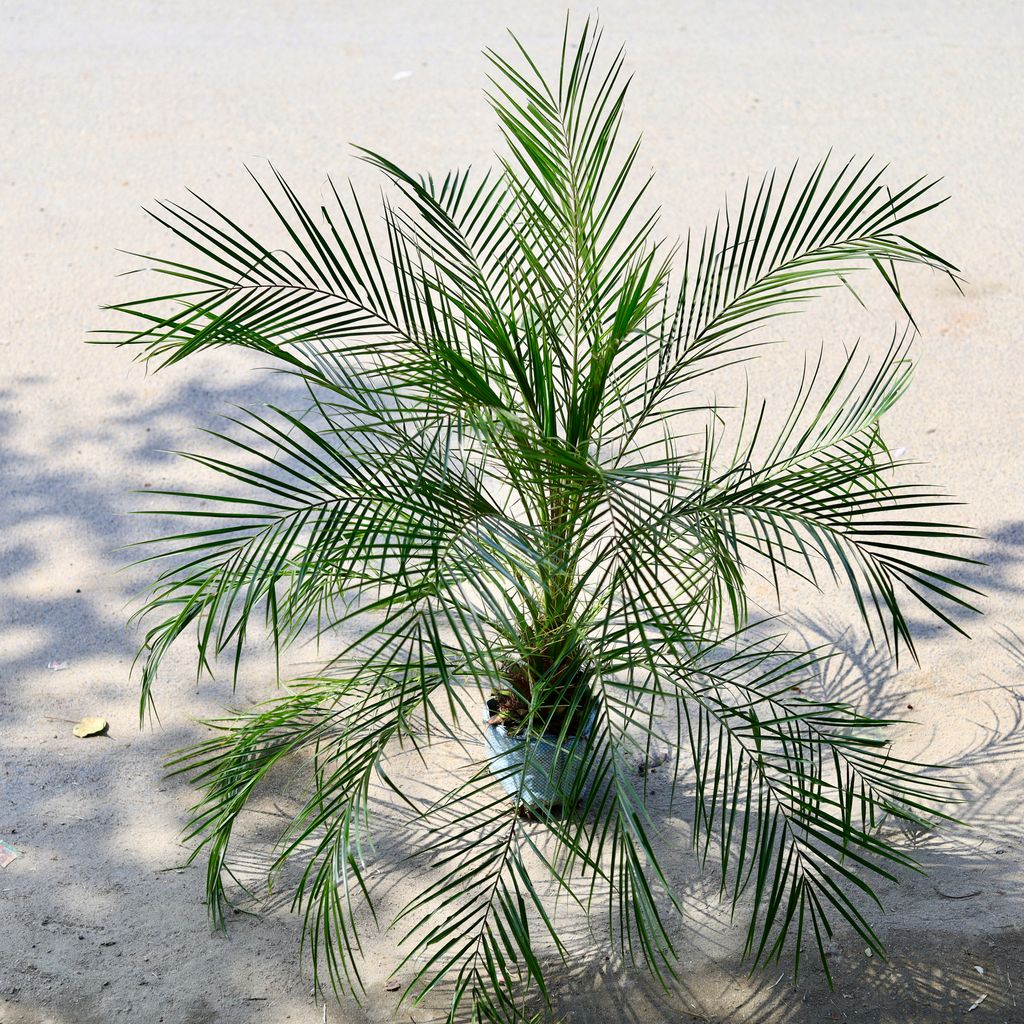 Phoenix Palm (~ 2-3 Ft) in 6 Inch Nursery Bag