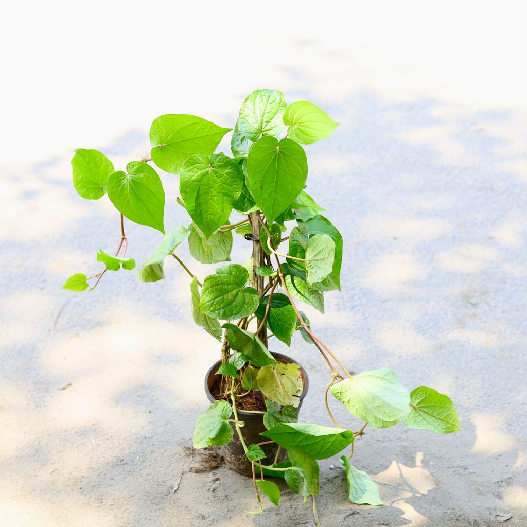 Paan / Betel Leaf in 6 Inch Nursery Pot