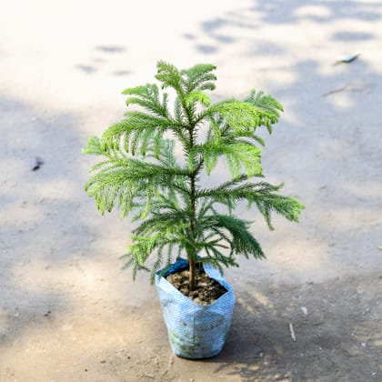 Buy Araucaria / Christmas Tree in 4 Inch Nursery Bag Online | Urvann.com