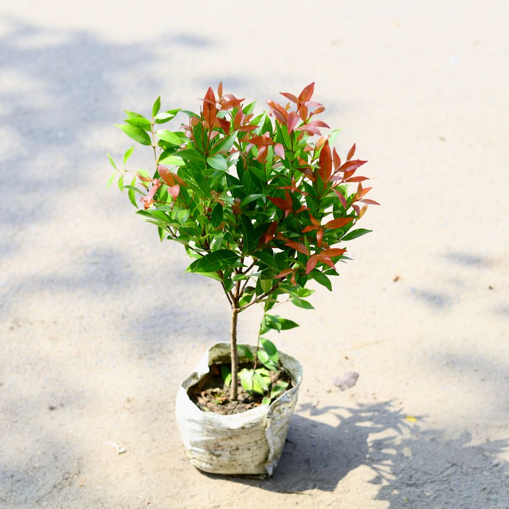 Syzygium / Christina Ficus Red in 6 Inch Nursery Bag