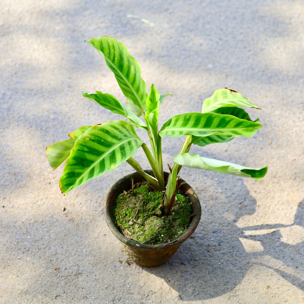 Calathea Maranta / Zebrina in 6 Inch Nursery Pot - Best Exotic Indoor Plant