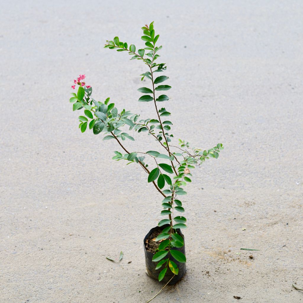 Pride Of India / Lagerstroemia / Crepe Myrtle (Any Colour) in 6 Inch Nursery Bag