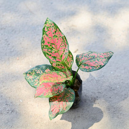 Buy Aglaonema Pink Dalmatian in 4 Inch Nursery Bag Online | Urvann.com