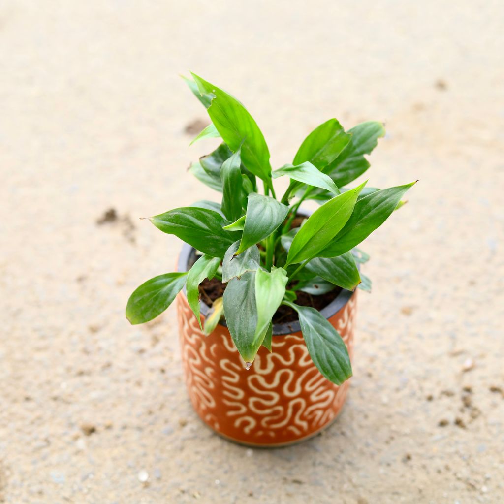 Peace Lily in 4 Inch Orange Cylindrical Designer Ceramic Pot (any design) - Best Table Top Indoor Plant