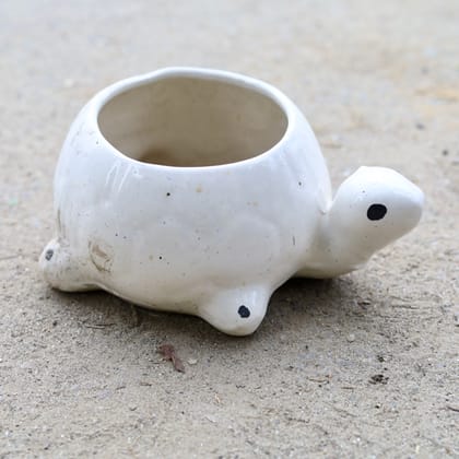 Buy 6 Inch White Tortoise Shape Ceramic Pot Online | Urvann.com