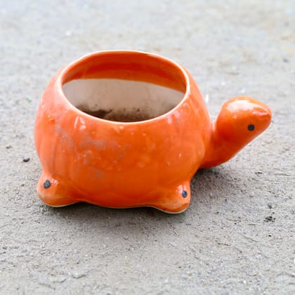 Buy 6 Inch Orange Tortoise Shape Ceramic Pot Online | Urvann.com