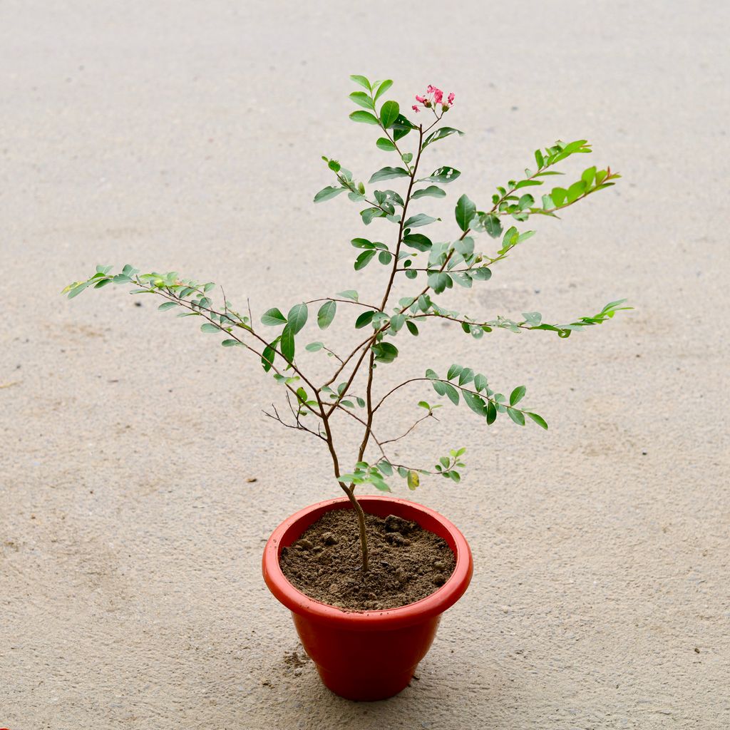 Pride Of India / Lagerstroemia / Crepe Myrtle (Any Colour) in 10 Inch Classy Red Plastic Pot