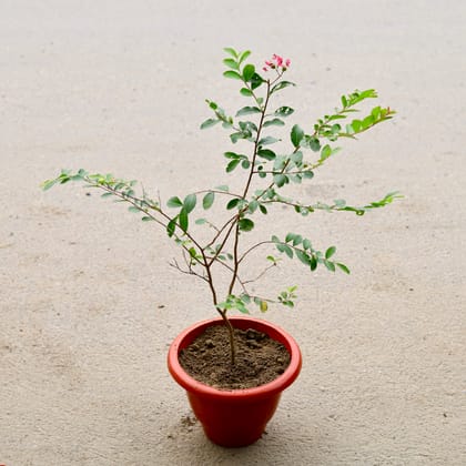 Buy Pride Of India / Lagerstroemia / Crepe Myrtle (Any Colour) in 10 Inch Classy Red Plastic Pot Online | Urvann.com