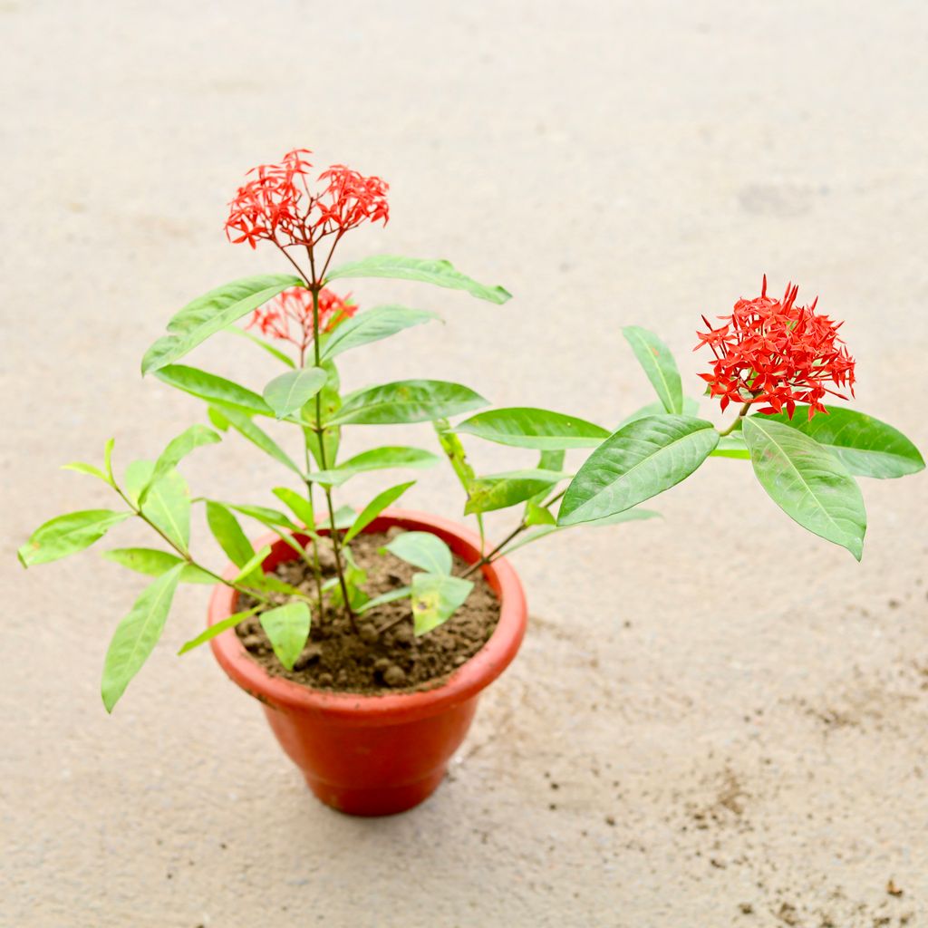 Ixora Red in 10 Inch Classy Red Plastic Pot