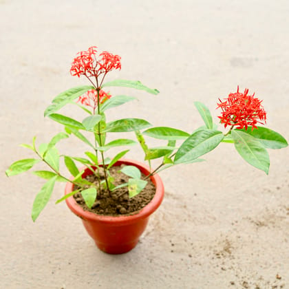 Buy Ixora Red in 10 Inch Classy Red Plastic Pot Online | Urvann.com