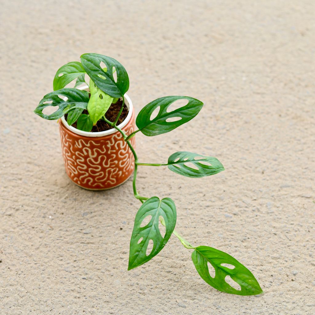 Monstera Broken Heart in 4 Inch Orange Cylindrical Designer Ceramic Pot (any design)