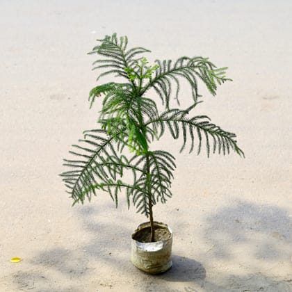 Buy Araucaria / Christmas Tree (~ 1.5-2 Ft) in 6 Inch Nursery Bag Online | Urvann.com