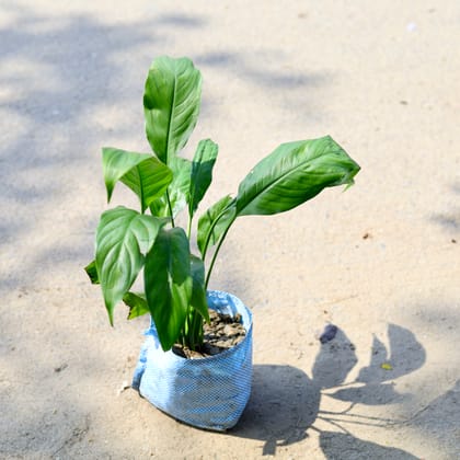 Buy Peace Lily White in 6 Inch Nursery Bag Online | Urvann.com