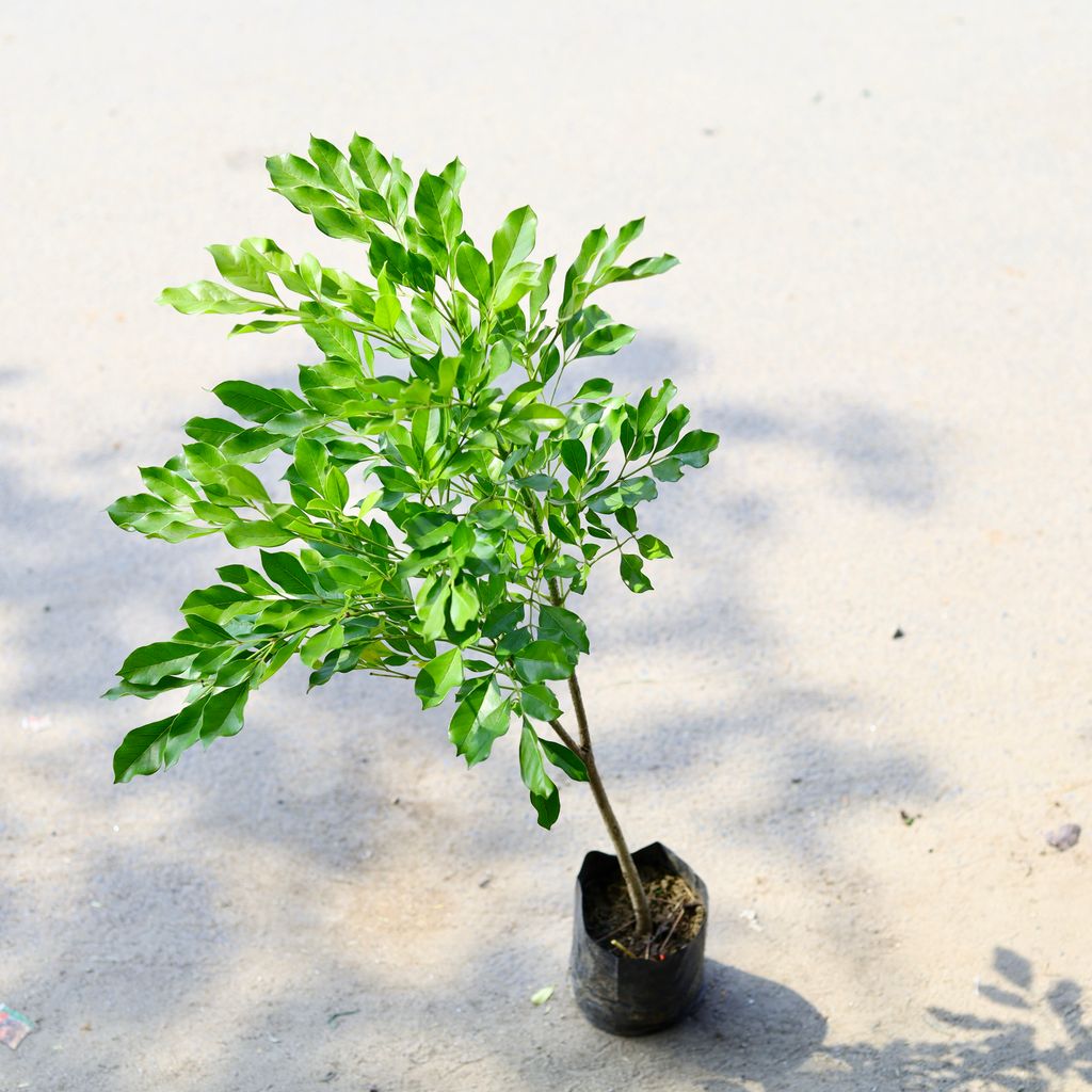 Murraya / Madhu Kamini Hybrid in 6 Inch Nursery Bag