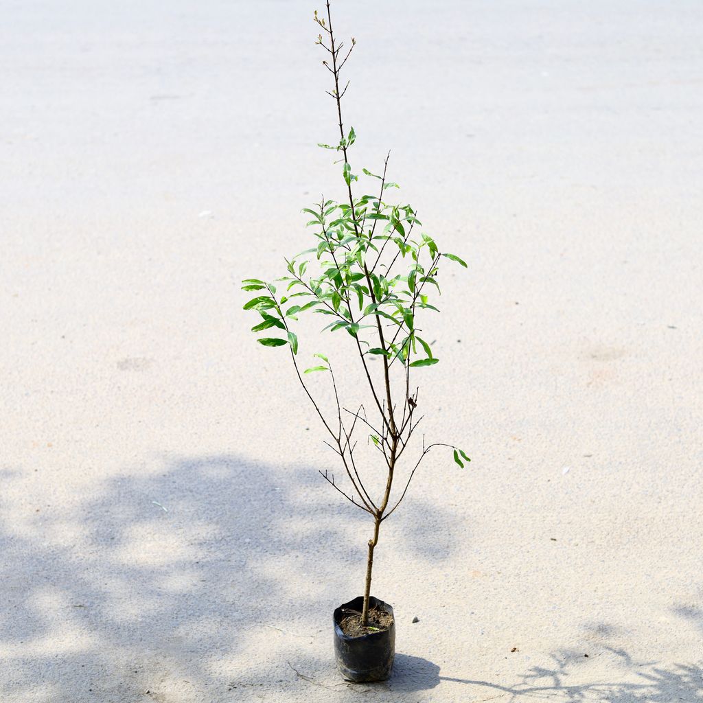 Anar / Pomegranate Grafted (~ 2-3 Ft) in 6 Inch Nursery Bag