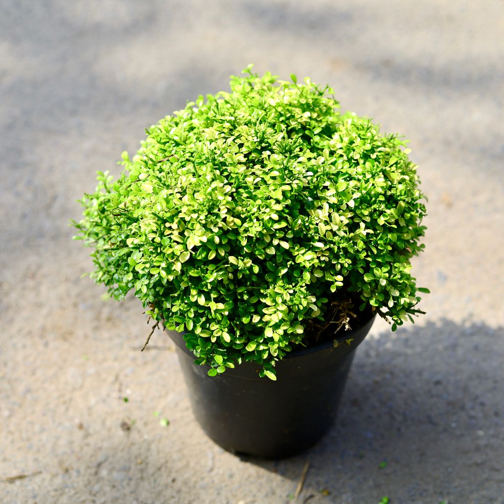 Table Kamini Golden in 6 Inch Nursery Pot