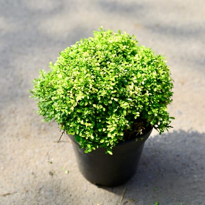 Buy Table Kamini Golden in 6 Inch Nursery Pot Online | Urvann.com