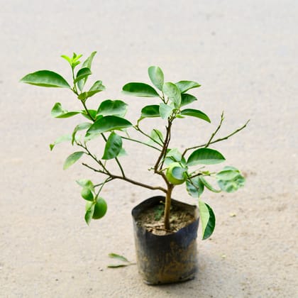 Buy Mosambi / Sweet Lemon Grafted in 7 Inch Nursery Bag Online | Urvann.com