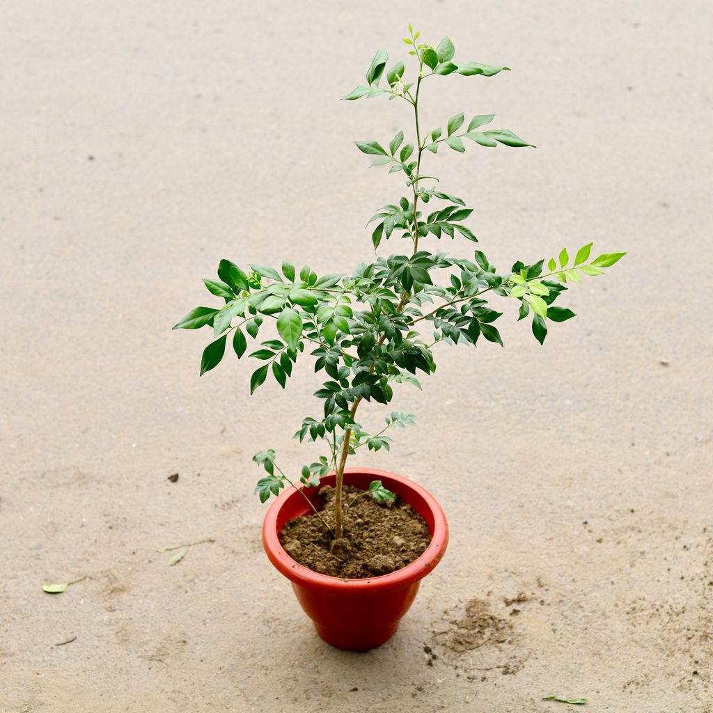 Pride Of India / Lagerstroemia / Crepe Myrtle (Any Colour) in 12 Inch Classy Red Plastic Pot