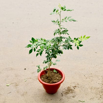 Buy Pride Of India / Lagerstroemia / Crepe Myrtle (Any Colour) in 12 Inch Classy Red Plastic Pot Online | Urvann.com