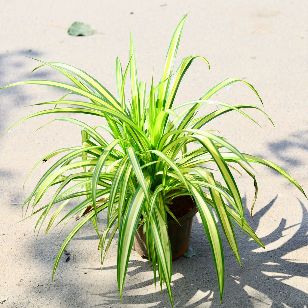 Pandanus in 8 Inch Nursery Pot