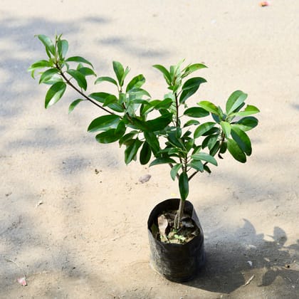 Buy Grafted Chiku / Sapodilla in 6 Inch Nursery Bag Online | Urvann.com