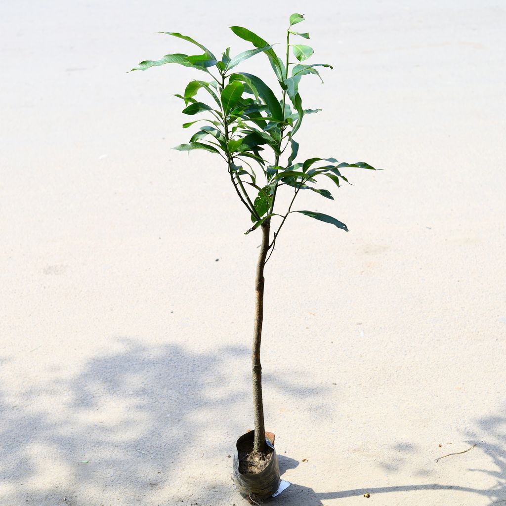 Aam / Mango Dasheri Grafted (~ 2 Ft) in 6 Inch Nursery Bag