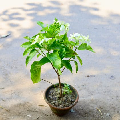 Buy Mussaenda White in 6 Inch Clay pot Online | Urvann.com