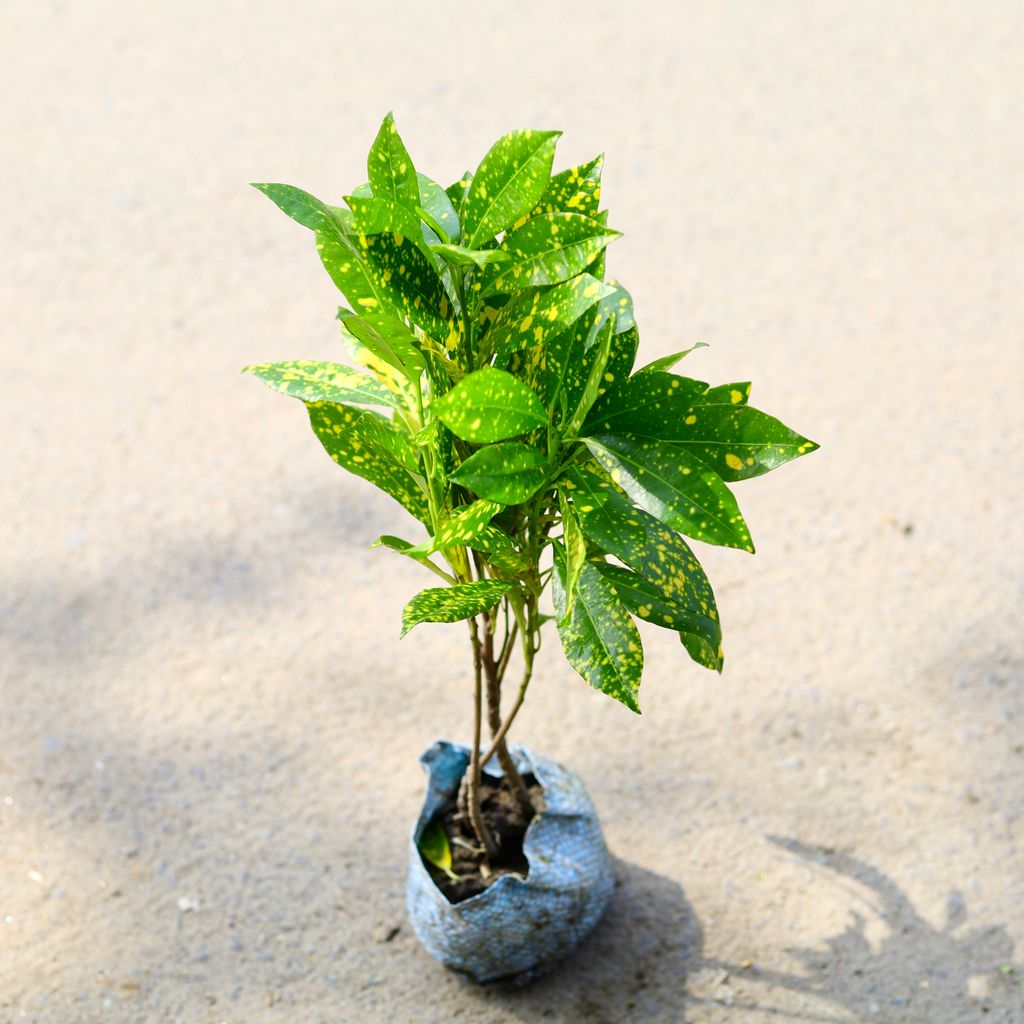 Baby Croton in 4 Inch Nursery Bag