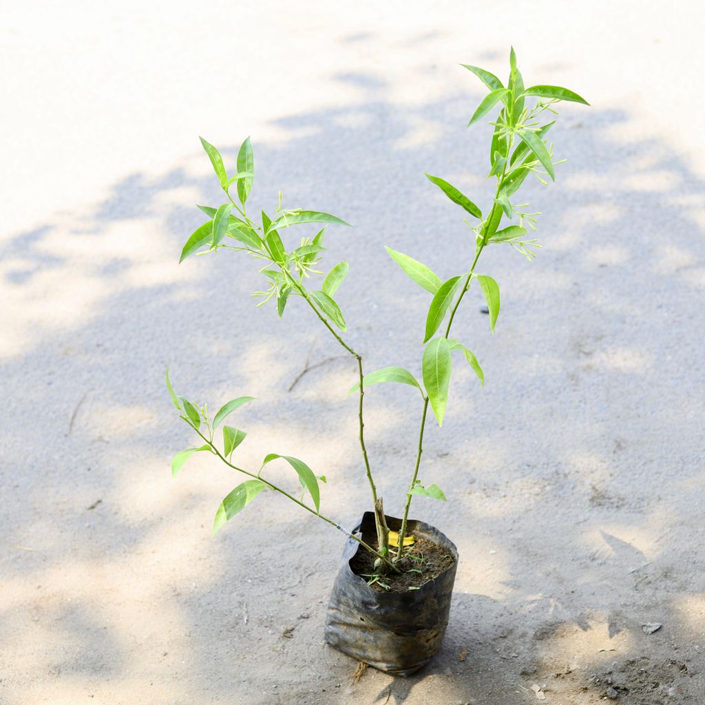 Raat Ki Rani / Night Blooming Jasmine in 6 Inch Nursery Bag