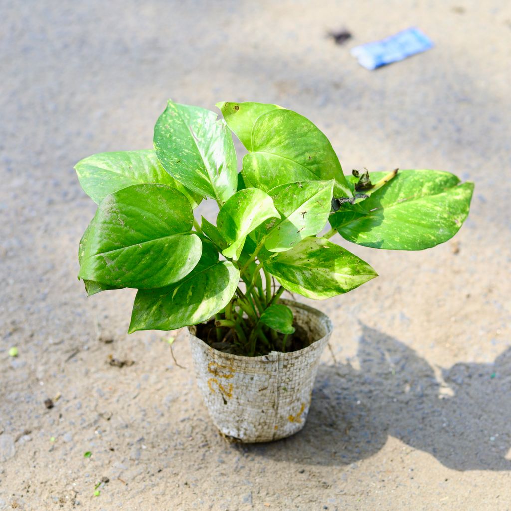 Money Plant Green in 3 Inch Nursery Bag