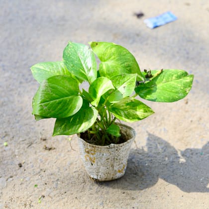 Buy Money Plant Green in 3 Inch Nursery Bag Online | Urvann.com