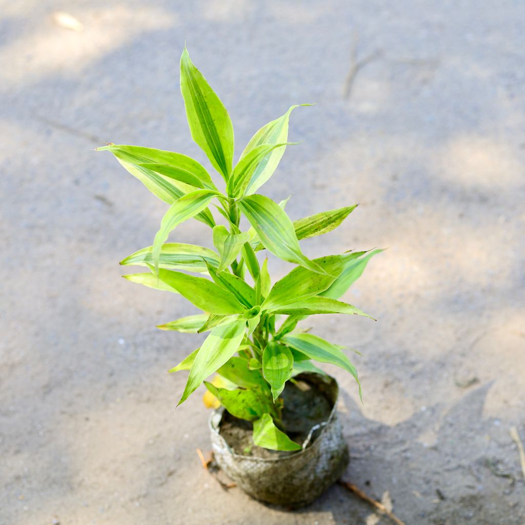 Golden Lucky Bamboo in 4 Inch Nursery Bag