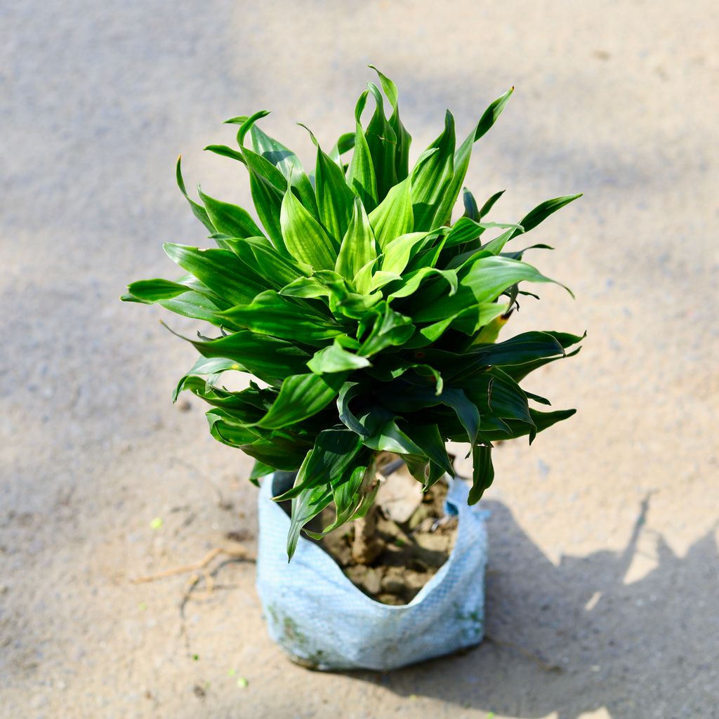 Dracaena Compacta Green in 4 Inch Nursery Bag