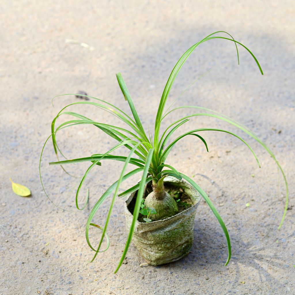 Nolina / Lolina Palm in 4 Inch Nursery Bag