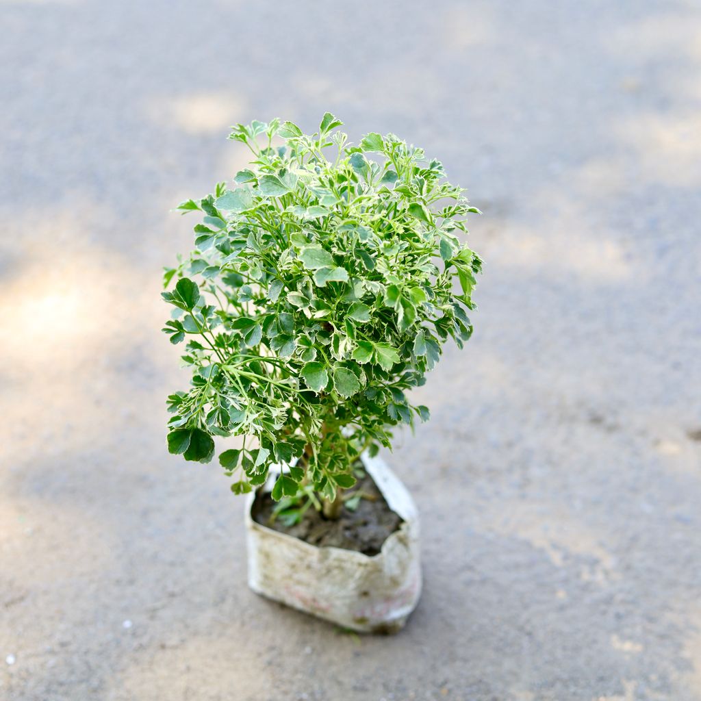 Aralia Variegated in 4 Inch Nursery Bag